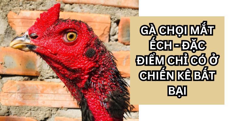 Gà chọi mắt ếch