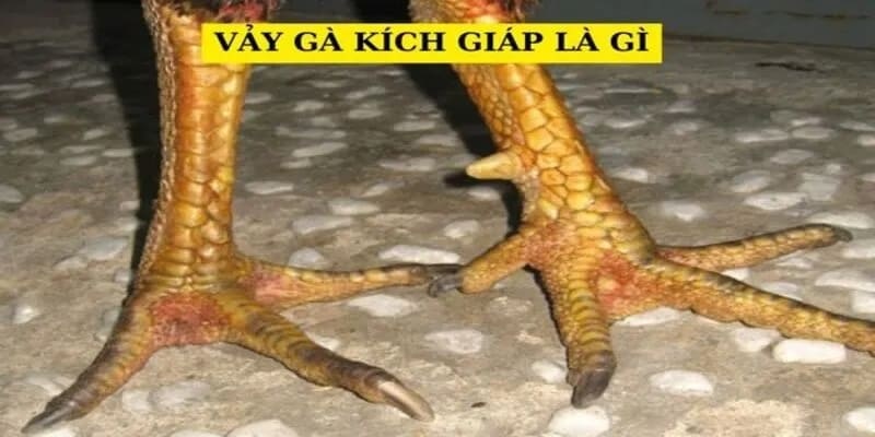 vảy gà kích giáp